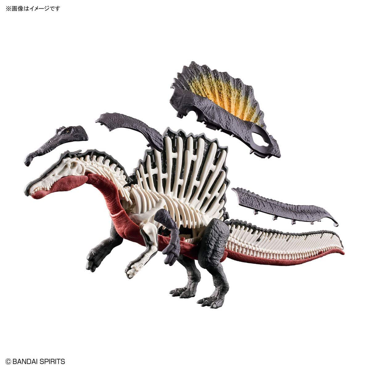 Bandai 5065427 Plannosaurus Spinosaurus Dinosaur Model Kit - Hobbytech Toys