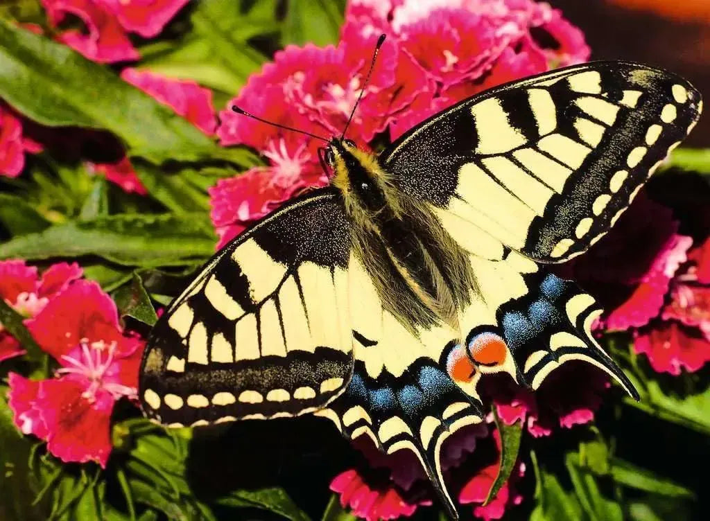Ravensburger Butterfly 500pc Puzzle