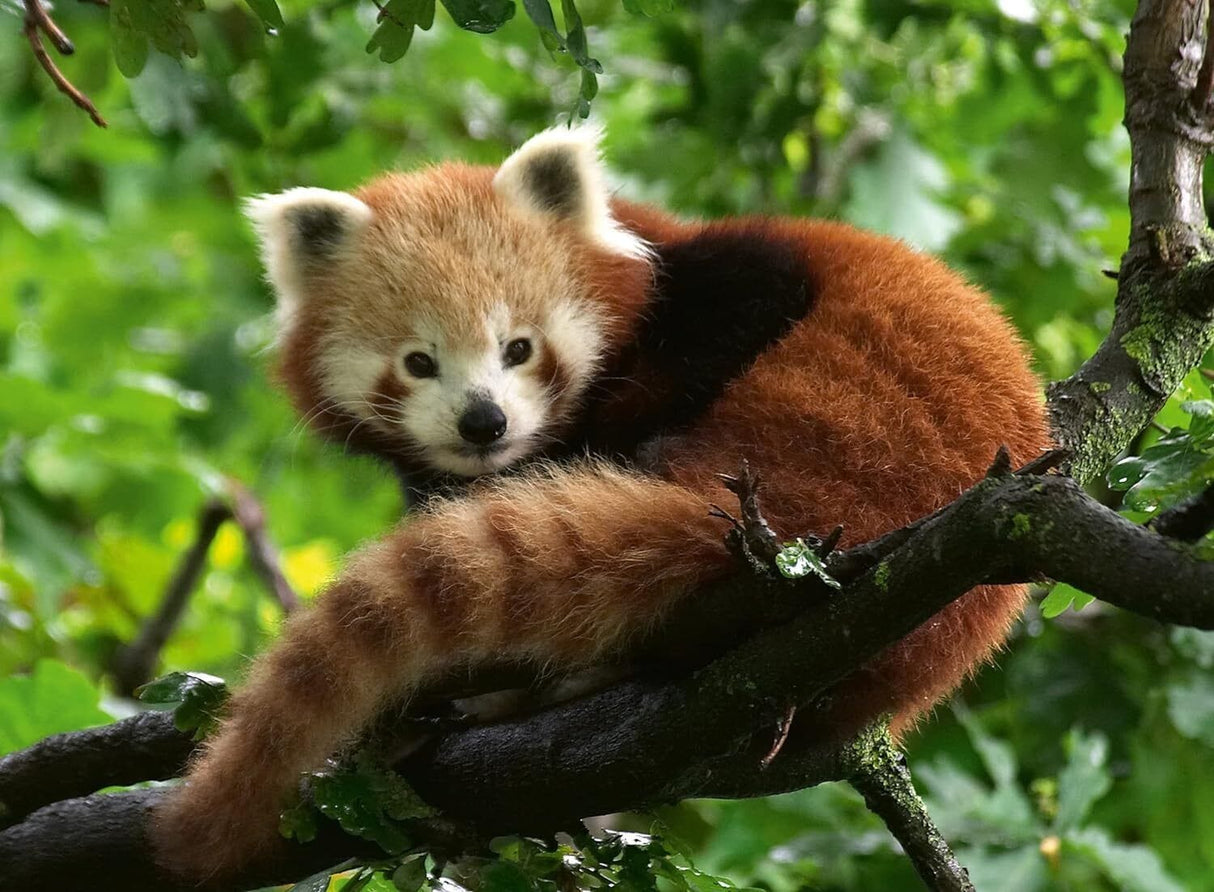 Ravensburger Cute Red Panda 500pc Puzzle