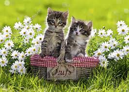 Ravensburger Picnic in the Meadow Puzzle 1000pc Ravensburger PUZZLES