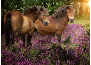 Ravensburger Ponies in the Flowers Puzzle 500pc Ravensburger PUZZLES