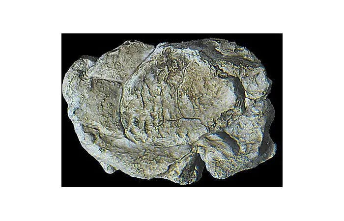 Woodland Scenics C1237 Rock Mold, Wind Rock Woodland Scenics TRAINS - SCENERY