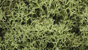 Lichen