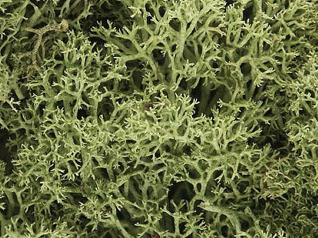 Model Railway Lichen - Hobbytech Toys
