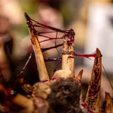 Dirty Down - Gore 15ml - Hobbytech Toys