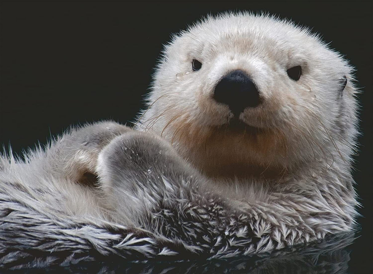 Ravensburger Adorable Little Otter 500pc Puzzle
