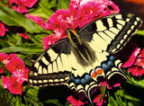 Ravensburger Butterfly 500pc Puzzle