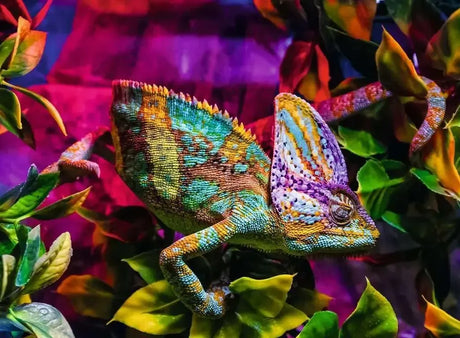 Ravensburger - Chameleon 500pc Puzzle