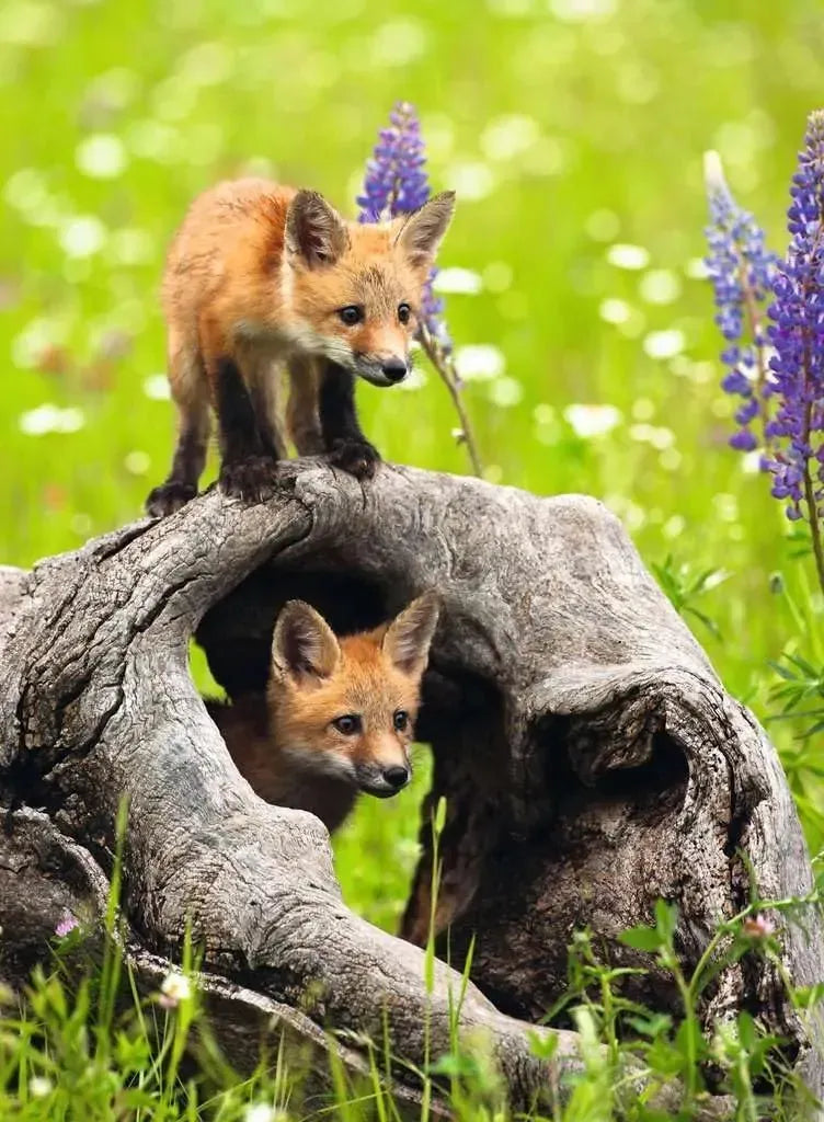 Ravensburger Curious Foxes 300pc Puzzle