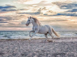 Ravensburger Evening Gallop 500pc Puzzle