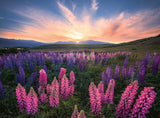 Ravensburger Lupines 500pc Puzzle
