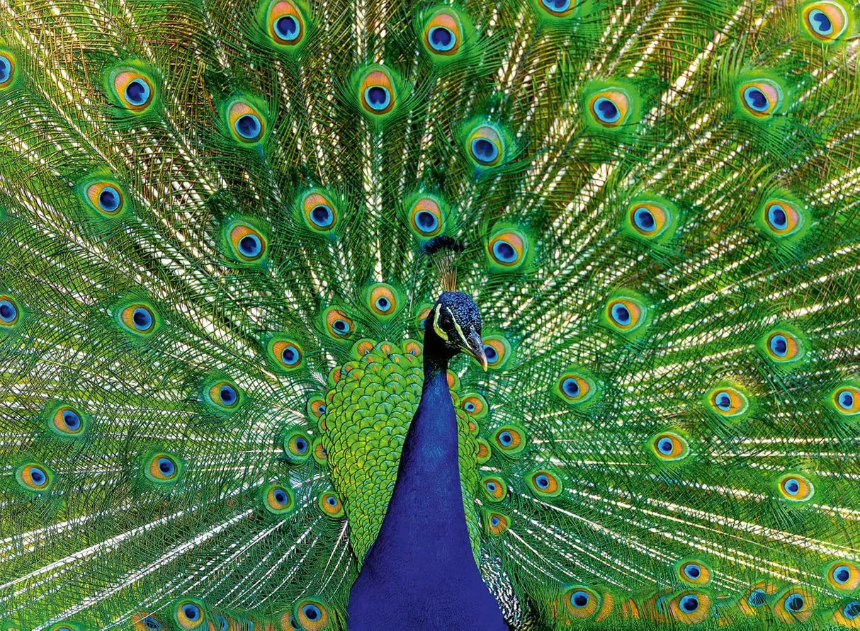 Ravensburger Peacock 500pc Puzzle