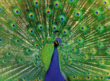 Ravensburger Peacock 500pc Puzzle