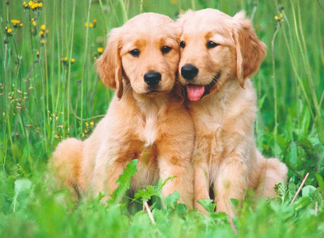 Ravensburger The Golden Retriever Brothers 500pc Puzzle