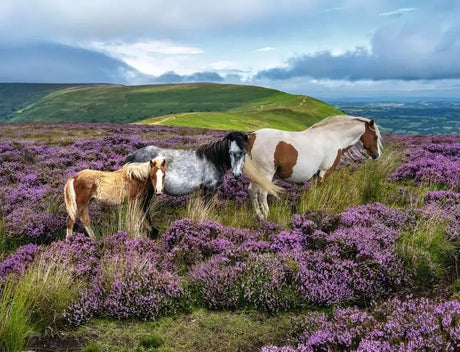 Ravensburger Wild Horses in the Heather 2000pc Puzzle