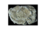Woodland Scenics C1237 Rock Mold, Wind Rock Woodland Scenics TRAINS - SCENERY
