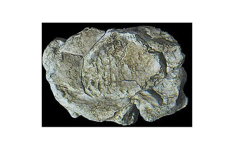 Woodland Scenics C1237 Rock Mold, Wind Rock Woodland Scenics TRAINS - SCENERY