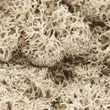 Woodland Scenics L166 Lichen Natural Woodland Scenics TRAINS - SCENERY