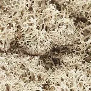 Woodland Scenics L166 Lichen Natural Woodland Scenics TRAINS - SCENERY